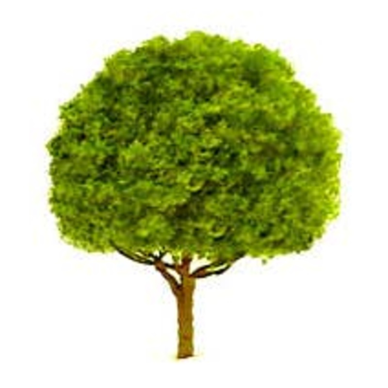 JTT 94261 Oak Trees 1.5″ (4 per pack)