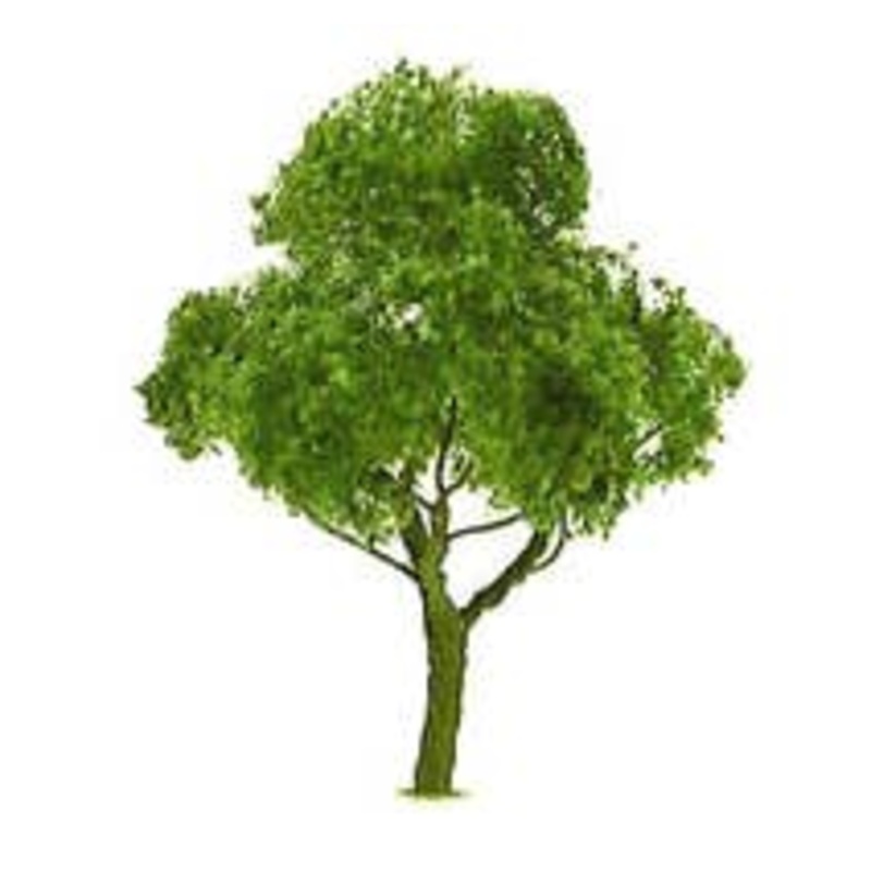 JTT 94297 Deciduous Tree 1.5″ (4 per pack)