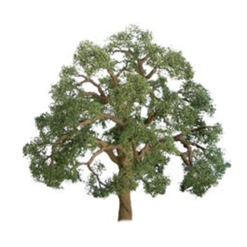 JTT 94350  HO LIVE OAK 3'' PRO, 2/pk